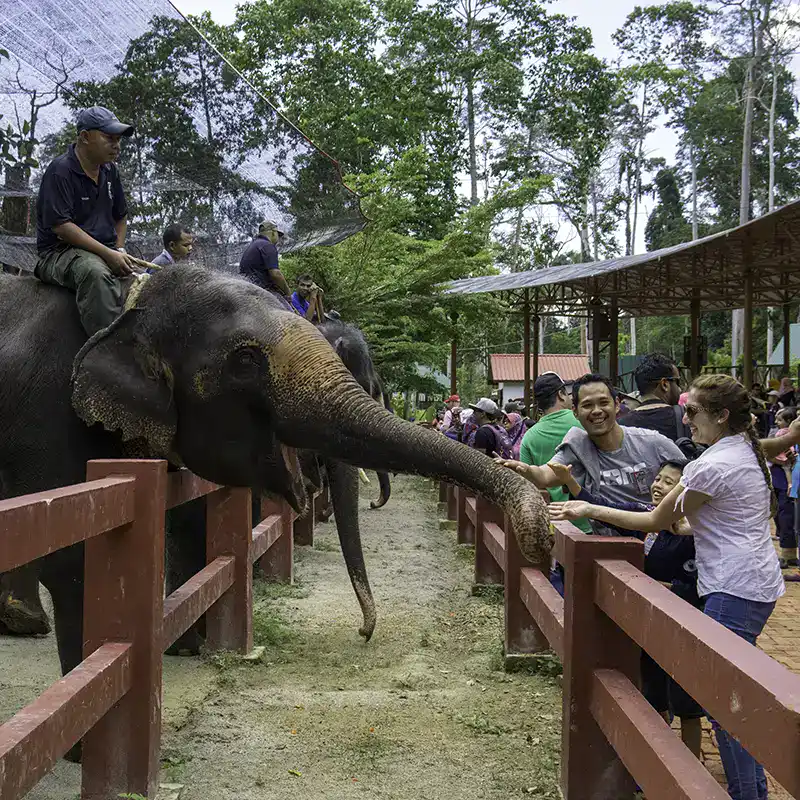 Visitors interacting with elephants at the Malaysia Elephant Sanctuary
