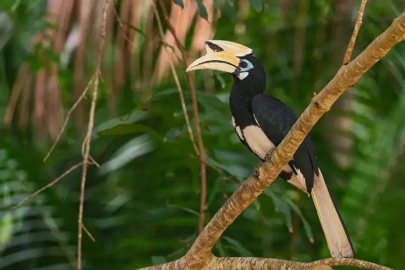Oriental Pied-hornbill perched on a tree branch in the forest of Pangkor Island, surrounded by lush greenery.