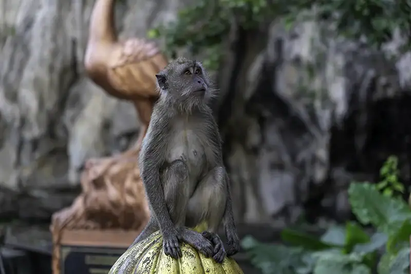 A monkey sitting on the decorative base of the Batu Caves staircase, with natural limestone and greenery in the background.
