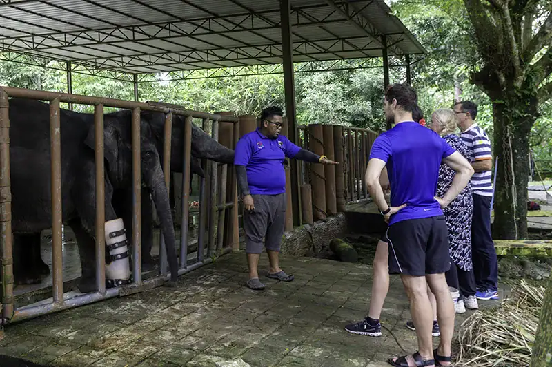 A guide at Malaysia Elephant Sanctuary explains to tourists about a rescued elephant that lost part of its leg due to a trap.