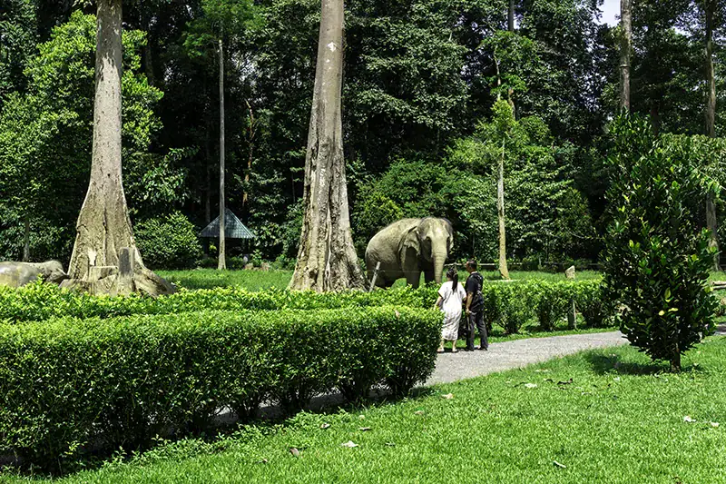 A couple observing an adult elephant from a path surrounded by tall trees and greenery at the Malaysia Elephant Sanctuary in Kuala Gandah.