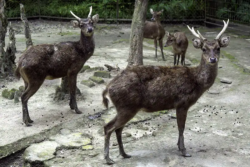 Group of deer at Deerland Park in Kuala Gandah, a nearby attraction visitors often explore before or after visiting the Malaysia Elephant Sanctuary.