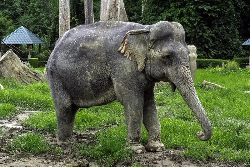 A rescued elephant standing on grassy ground inside Kuala Gandah Elephant Sanctuary, part of Malaysia’s national elephant conservation efforts.