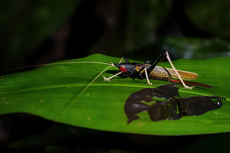Colorful katydid cricket spotted on a leaf during night safari in Taman Negara rainforest
