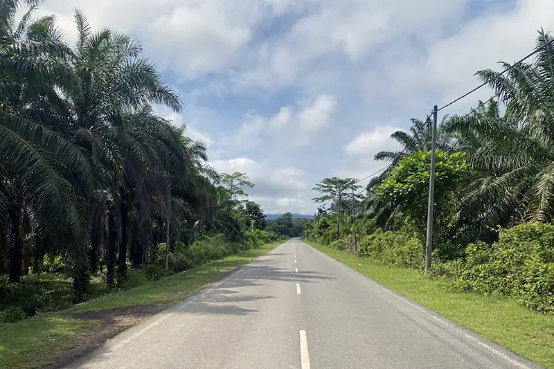 Two-lane paved road lined with palm trees and greenery on the way to Taman Negara Pahang