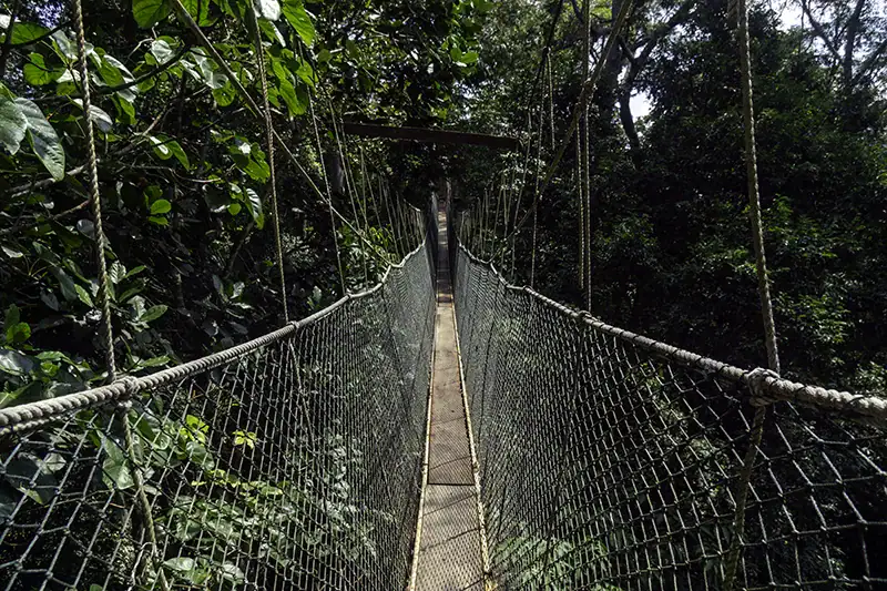 Suspension canopy walkway in Taman Negara Pahang surrounded by dense tropical rainforest