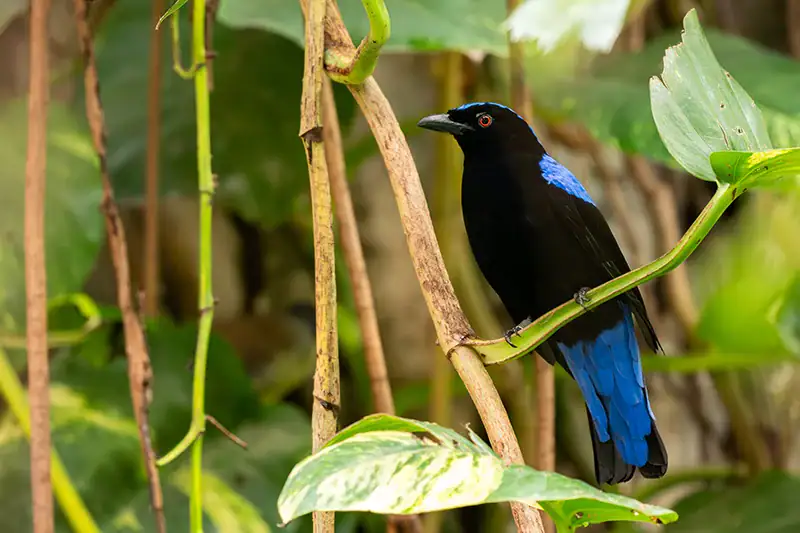 A blue perching bird spotted during birdwatching in Taman Negara rainforest