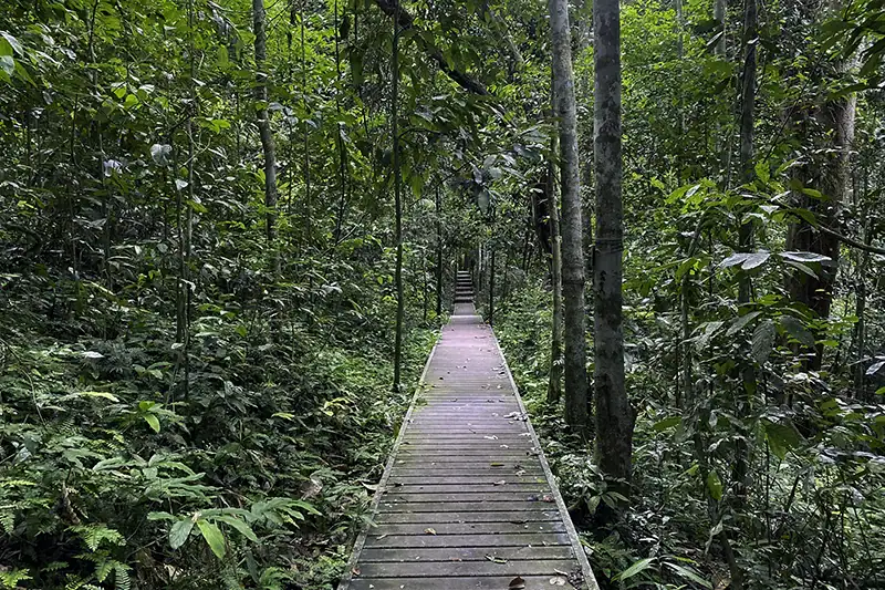 Wooden boardwalk trail surrounded by dense tropical rainforest in Taman Negara Pahang