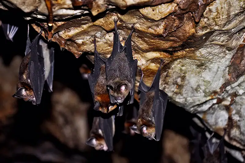 Bats hanging from the ceiling inside Ear Cave in Taman Negara National Park, Malaysia