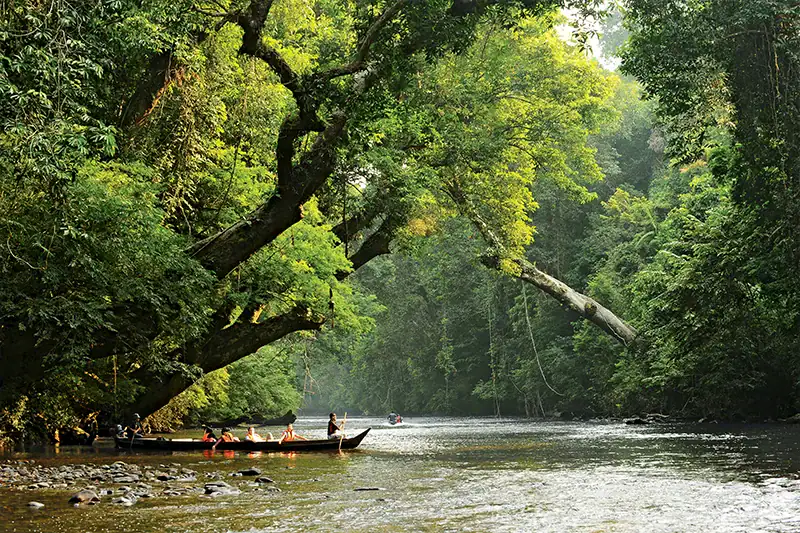 Longboat with tourists cruising through rainforest river on a peaceful Taman Negara river cruise to Lata Berkoh