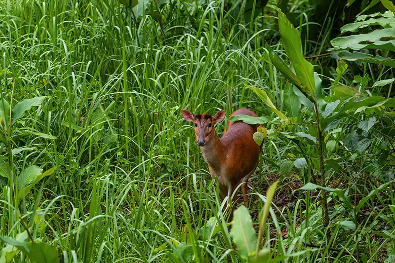 Barking deer standing in tall grass during wildlife spotting in Taman Negara rainforest