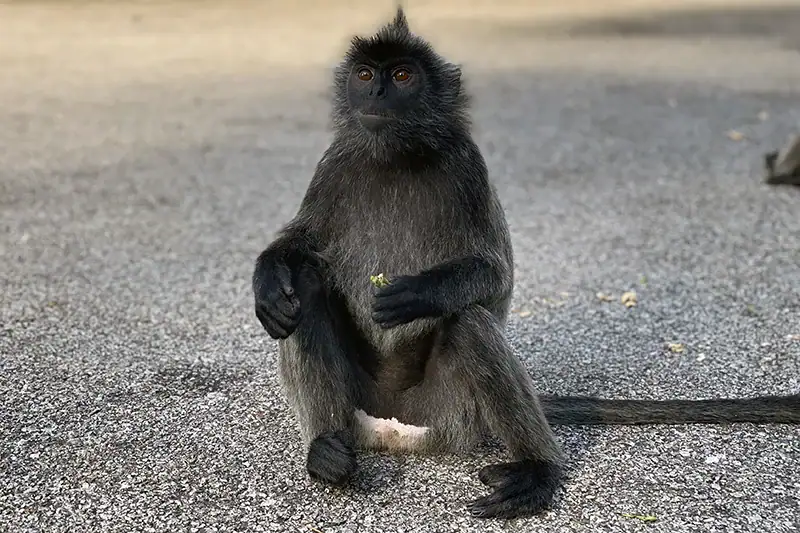Silverleaf monkey sitting on pavement at Bukit Melawati Kuala Selangor
