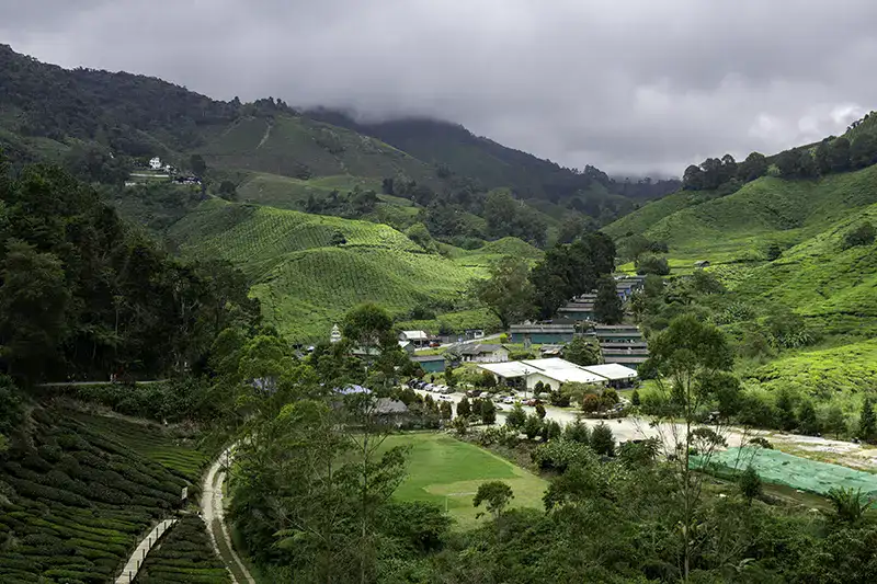 Scenic view of Sungai Palas BOH Tea Plantation in Cameron Highlands – accessible via private tours from KL