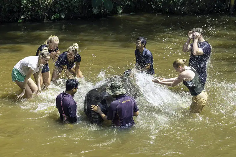 Tourists bathing a baby elephant in the river under staff supervision at Malaysia Elephant Sanctuary.