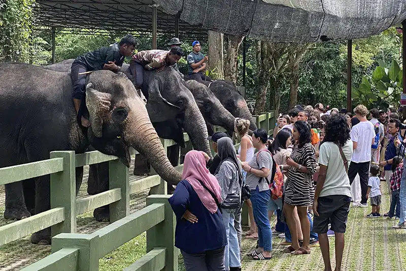 Tourists feeding adult elephants at Kuala Gandah before baby elephant bathing session