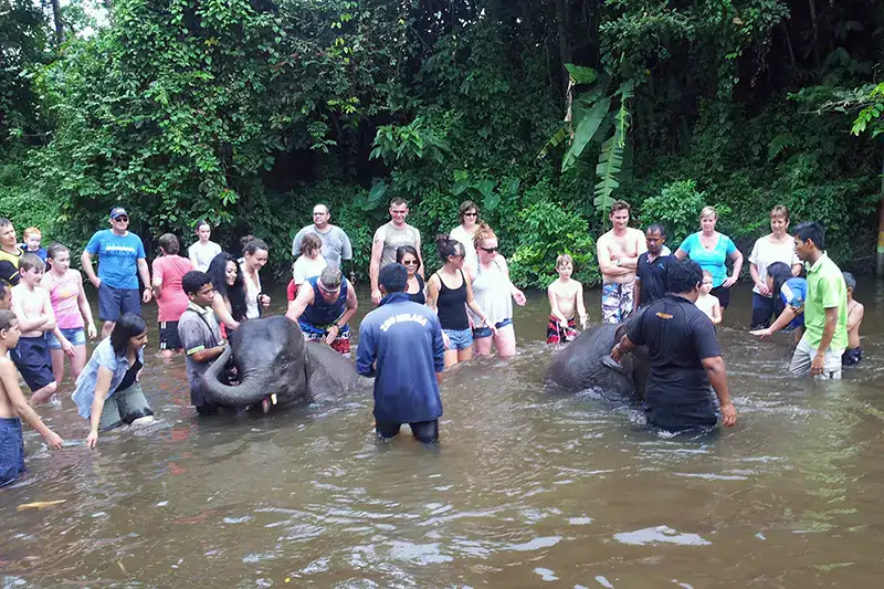 Tourists bathing with baby elephants in Kuala Gandah Elephant Sanctuary during the first year of the program in 2012.