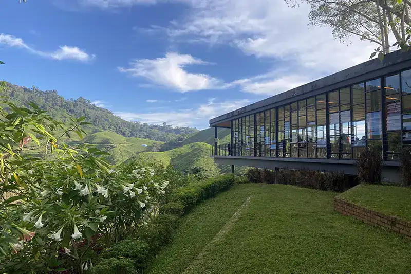 BOH Tea Café with panoramic views during a day trip to Cameron Highlands from KL