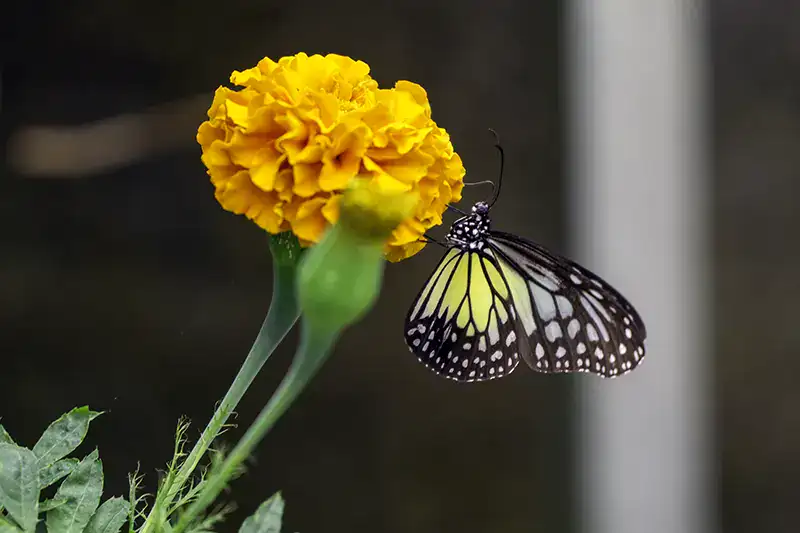 Butterfly feeding on a marigold at Cameron Highlands Butterfly Garden—stop on a Cameron Highlands one-day itinerary