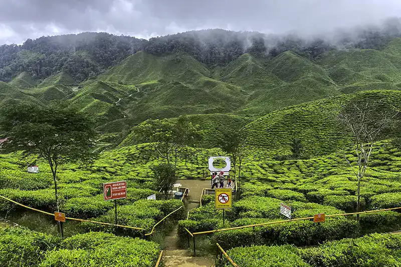 Cameron Highlands Tea Plantation – Top Place to Visit in Peninsular Malaysia