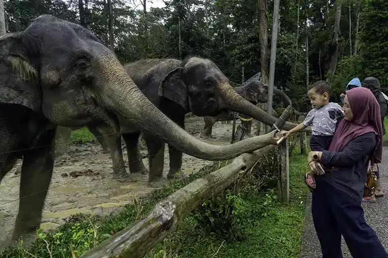 Mother and child feeding elephants at Malaysia Elephant Sanctuary Kuala Gandah