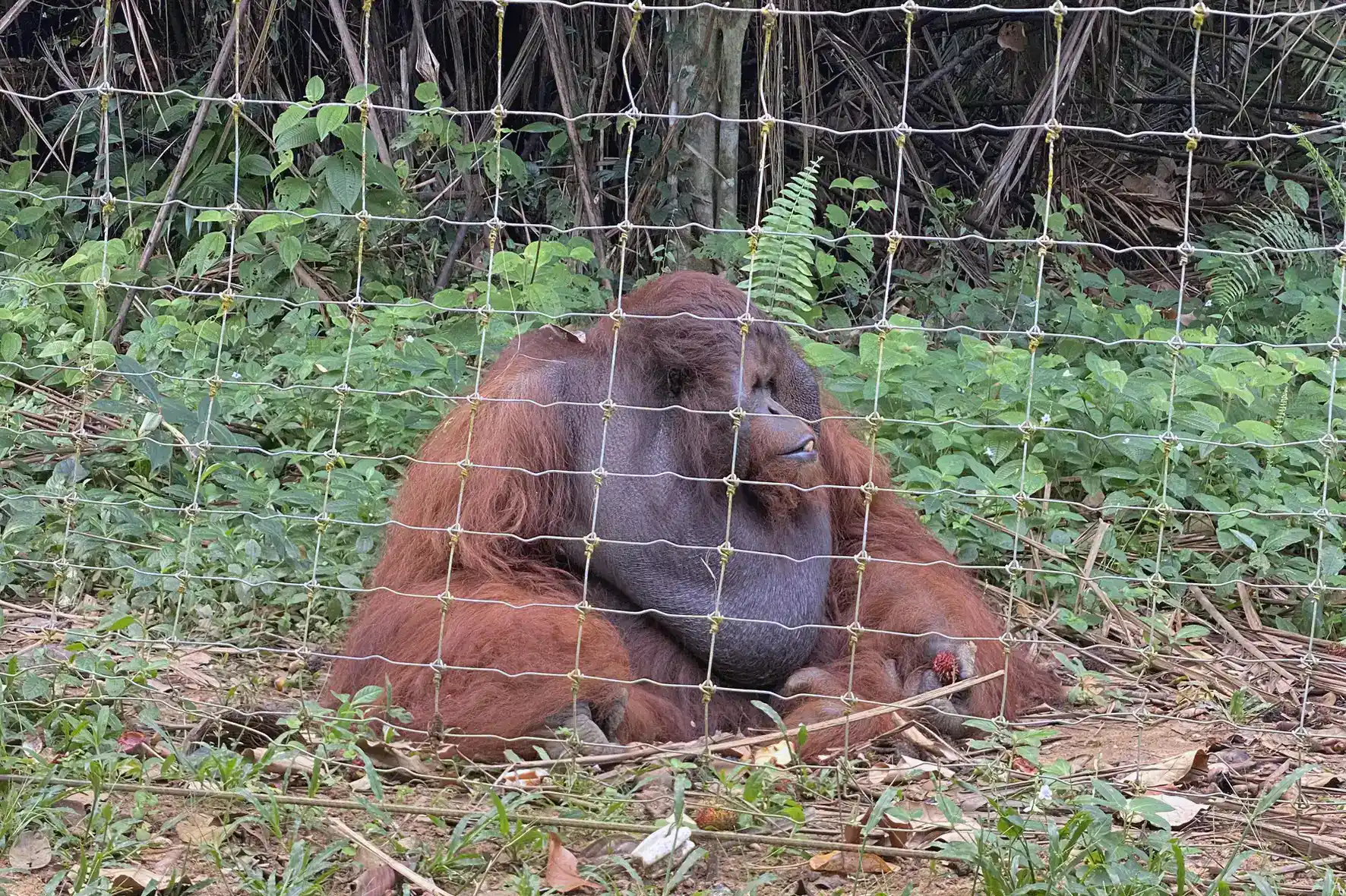 Orangutan at Bukit Merah Orang Utan Island – unique wildlife attraction in Peninsular Malaysia