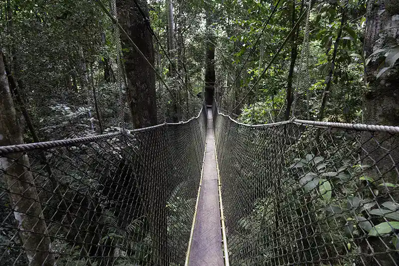 taman negara canopy walk