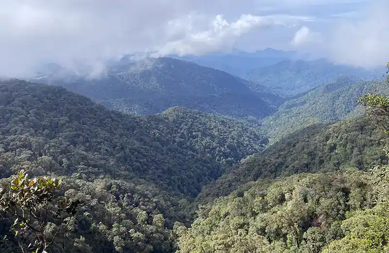 Titiwangsa rainforest view from Mossy Forest in Cameron Highlands, Malaysia