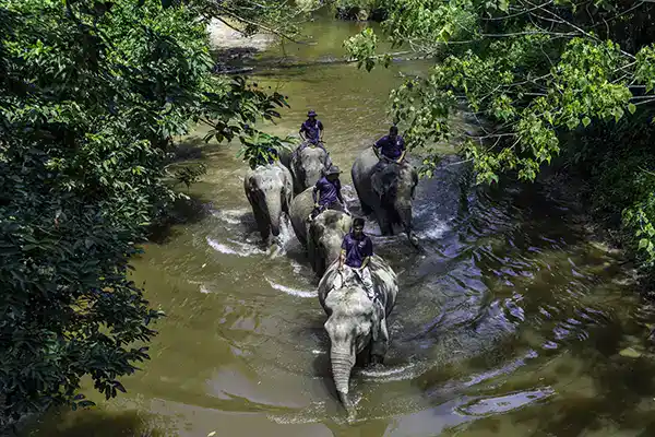 Mahouts guiding elephants through a shallow river at Kuala Gandah Elephant Sanctuary