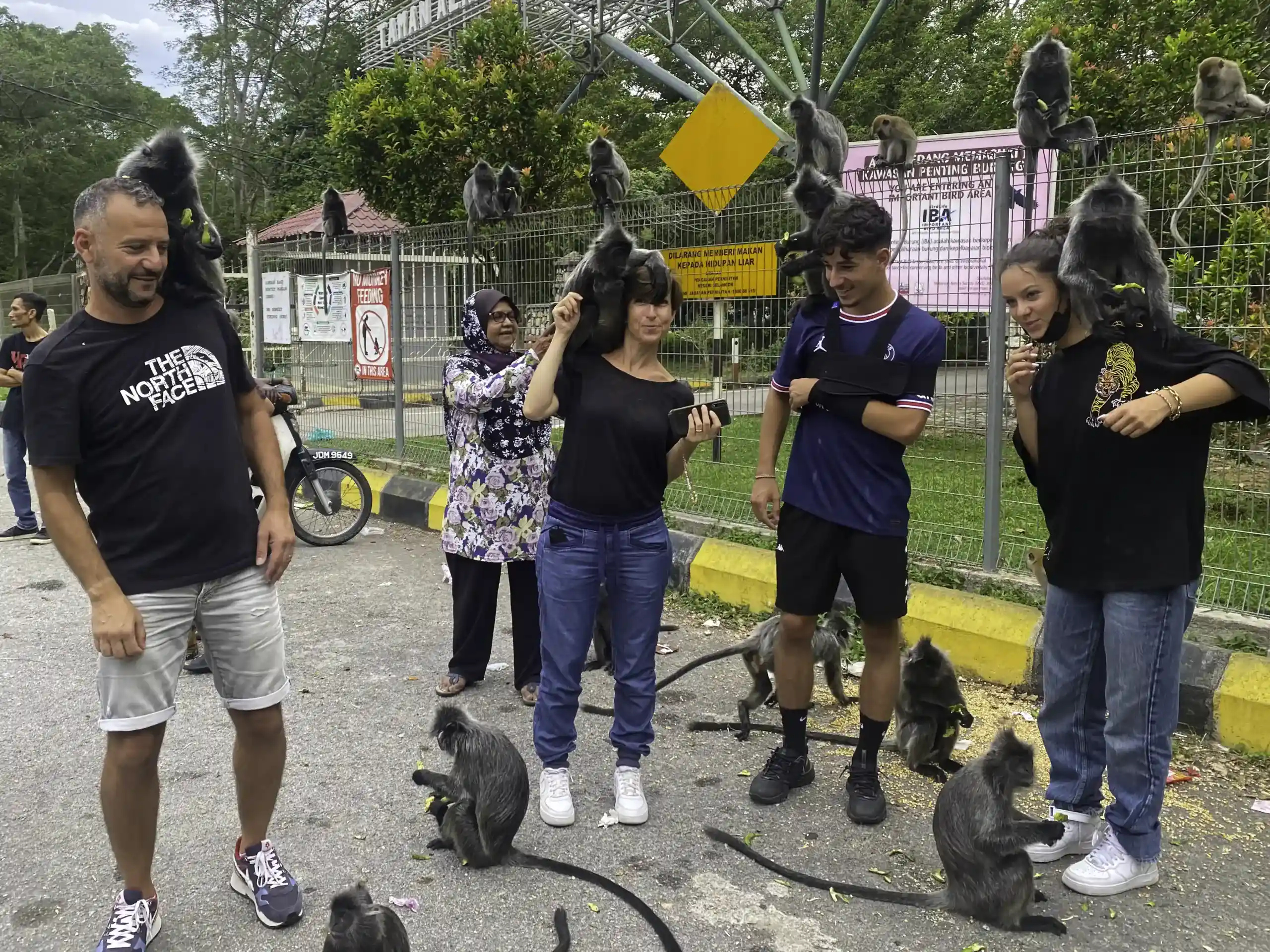 Tourists interacting with silver leaf monkeys at nature park in Kuala Selangor
