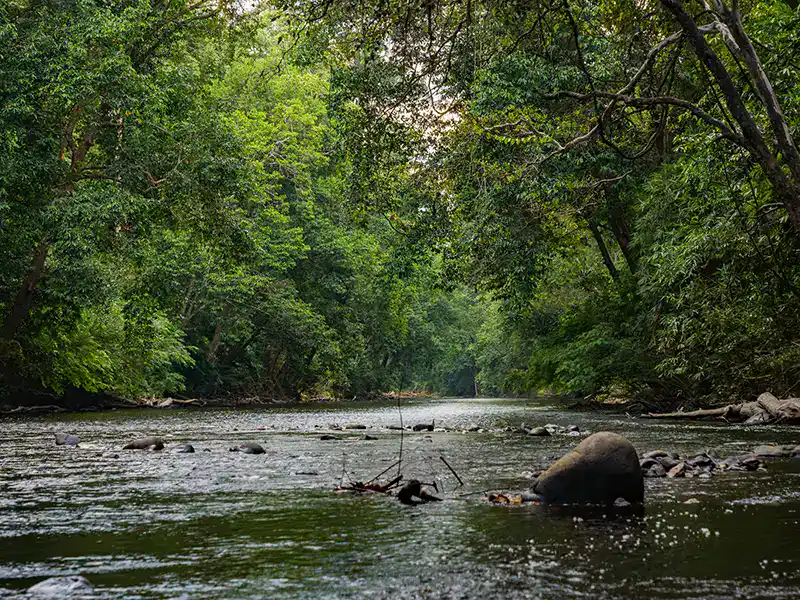 Rainforest river inside Taman Negara Pahang, the oldest national parks in malaysia