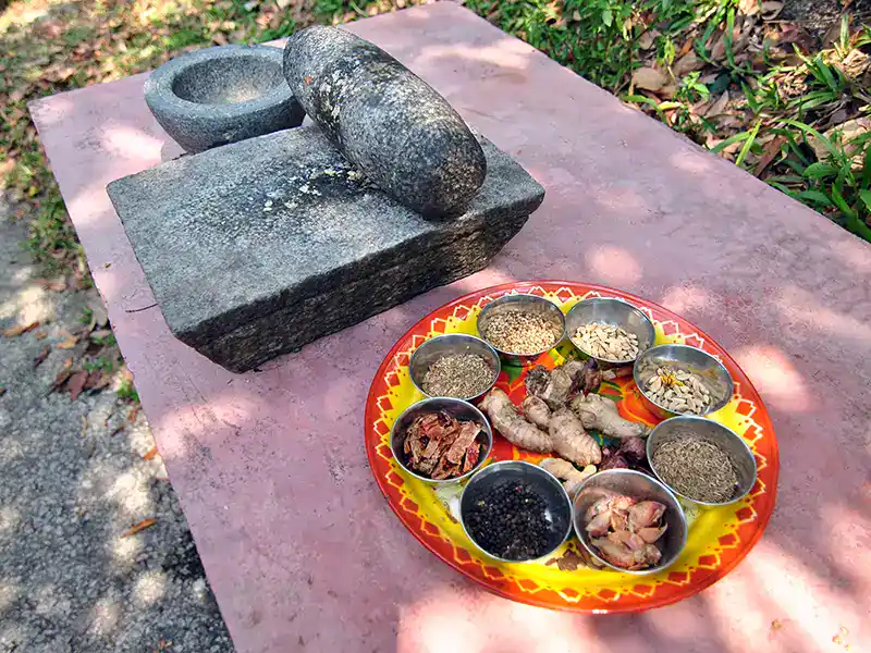 Traditional herbs and spices displayed at Penang Tropical Spice Garden