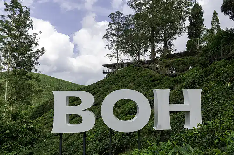 BOH Tea Plantation at Sungei Palas in Cameron Highlands, a relaxed highland stop during a 5–7 day Malaysia itinerary