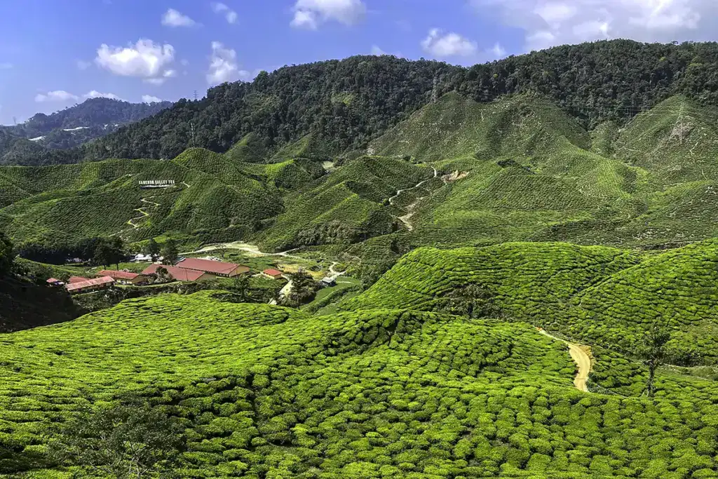 Tea-covered hills at Cameron Valley Tea Plantation in Cameron Highlands, Pahang