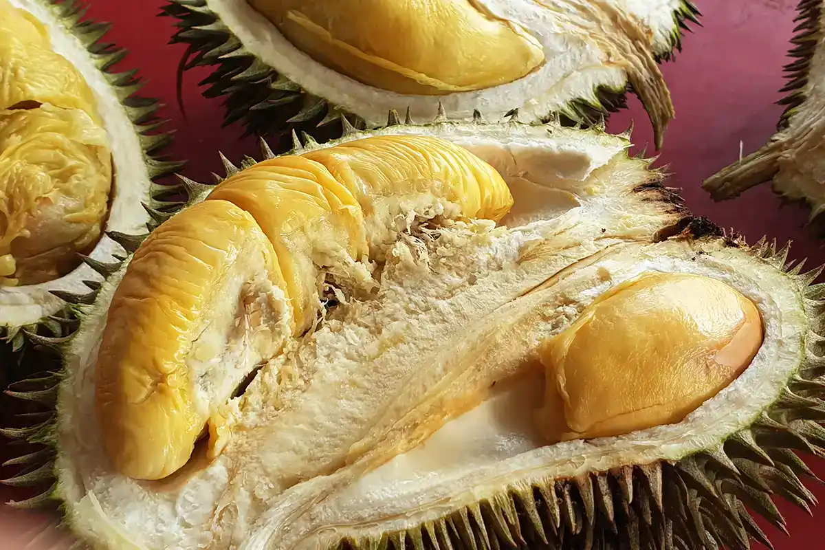 Fresh durian fruit from Raub, Pahang, known for Musang King varieties