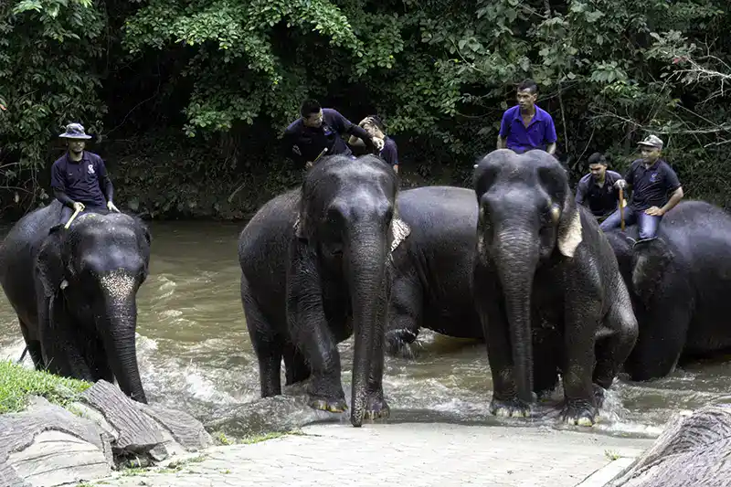 Elephants crossing a shallow river at Kuala Gandah Elephant Sanctuary in Pahang