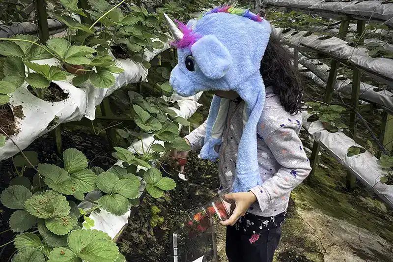 Child picking strawberries at a farm in Cameron Highlands, Pahang